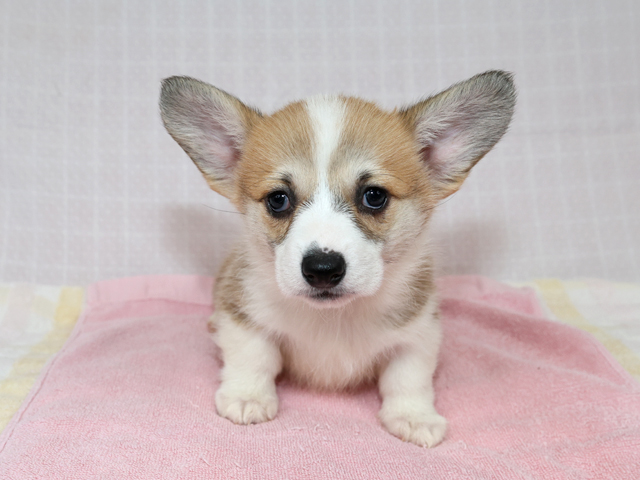 2024F-2 | ミニチュアダックス、コーギー専門ブリーダー 子犬