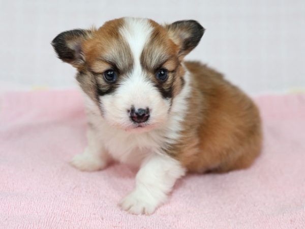 12/18生まれ　コーギー子犬　2024G-1
