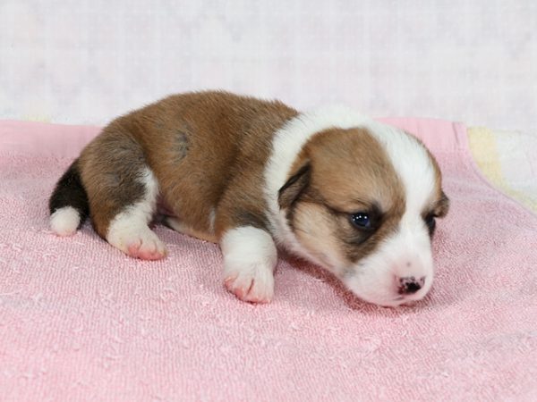 5/6生まれ　コーギー　子犬　2025H-1