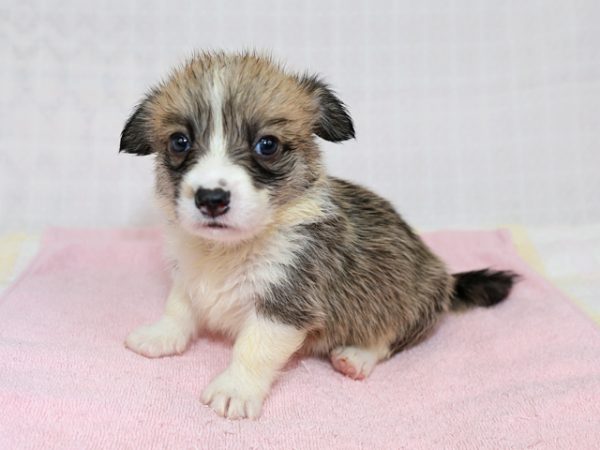 5/6生まれ　コーギー　子犬　2025H-5