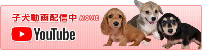 子犬動画配信中