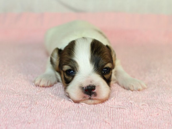 2/4生まれパピヨン子犬画像公開しました！サムネイル