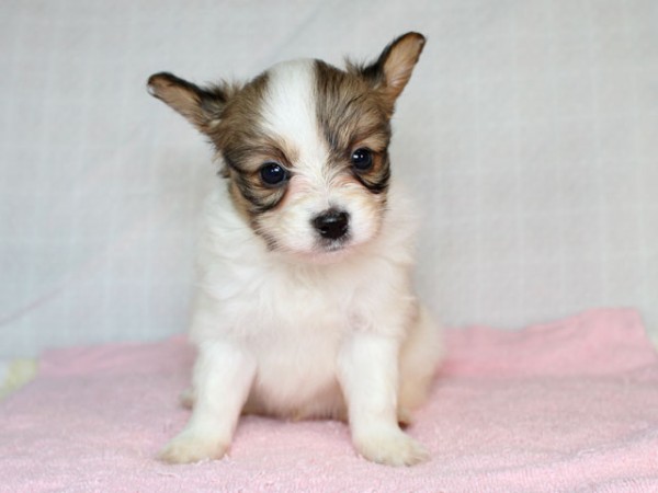 2/4生まれパピヨン子犬画像更新しました！サムネイル