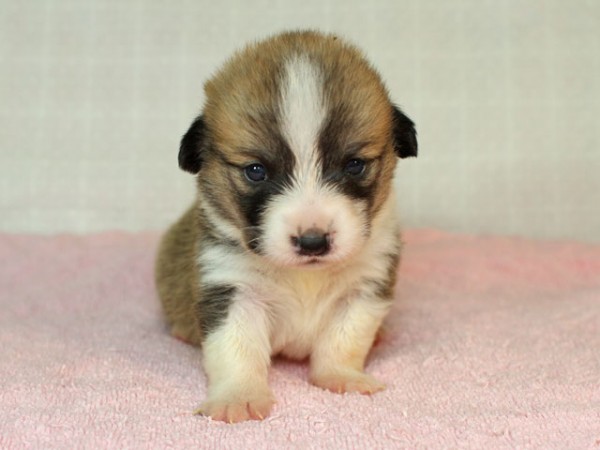 3/20生まれコーギー子犬画像公開いたしました！サムネイル