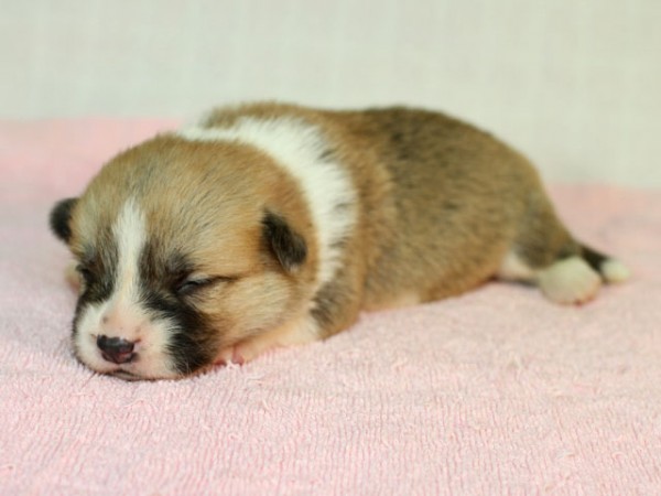 11/14生まれコーギー子犬画像公開しました！サムネイル