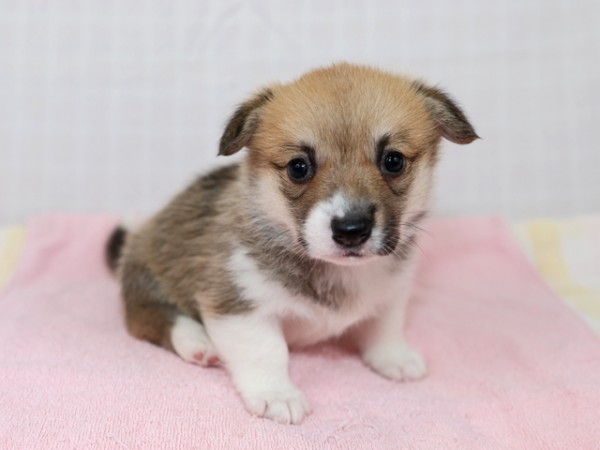 9/28生まれコーギー子犬画像公開！サムネイル