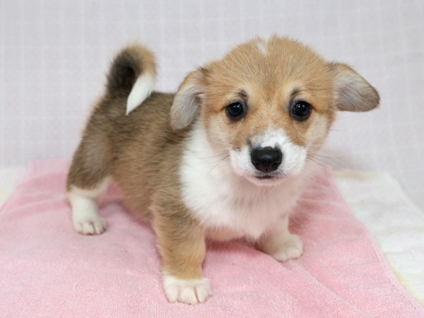 9/28生まれコーギー子犬画像更新サムネイル