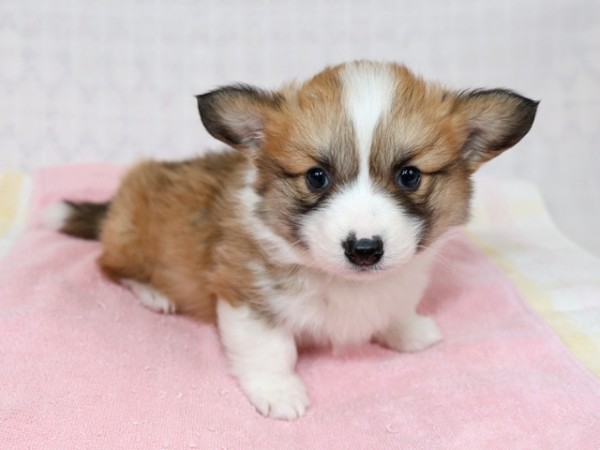 12/18生まれコーギー子犬画像更新サムネイル