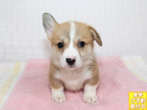 ミニチュアダックス、コーギー専門ブリーダー 子犬販売 ONLY☆WAN