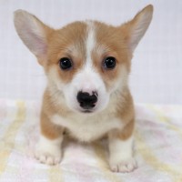 9/28生まれコーギー子犬画像公開！サムネイル