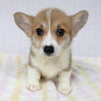 9/28生まれコーギー子犬画像公開！サムネイル
