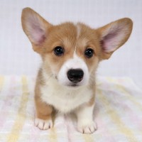 9/28生まれコーギー子犬画像公開！サムネイル