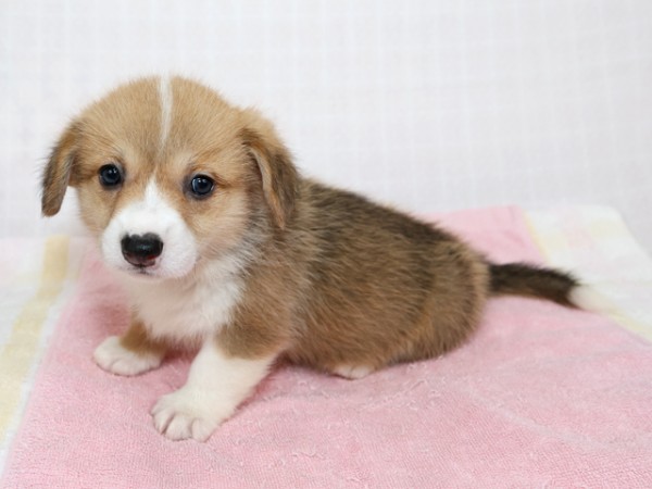 5/6生まれコーギー子犬画像更新2サムネイル