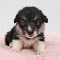 9/28生まれコーギー子犬画像公開！サムネイル