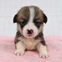 9/28生まれコーギー子犬画像公開！サムネイル